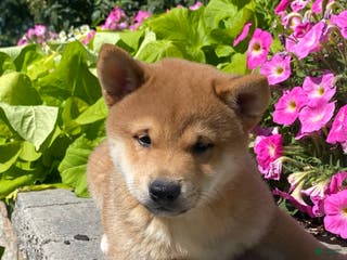 Shiba Inu dogs Ivy - Ad 12