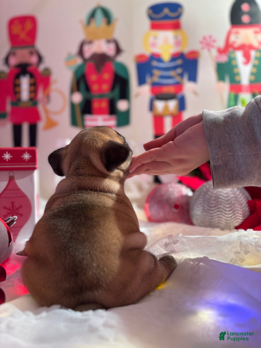 French Bulldog dogs for sale: French Bulldog Puppy 2 - Ad 10