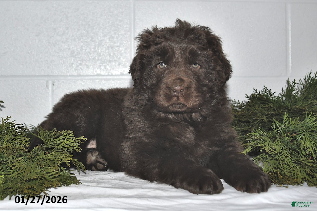 Newfoundland dogs Mindy - Ad 2