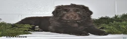 Newfoundland dogs for sale: Mindy - Ad 2