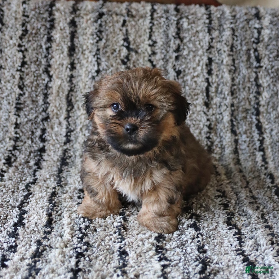 Shih Tzu dogs Rolo - Ad 2