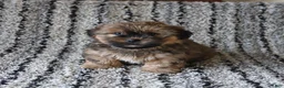 Shih Tzu dogs for sale: Rolo - Ad 2