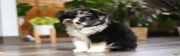 Miniature Australian Shepherd dogs for sale: Lindt - Ad 3