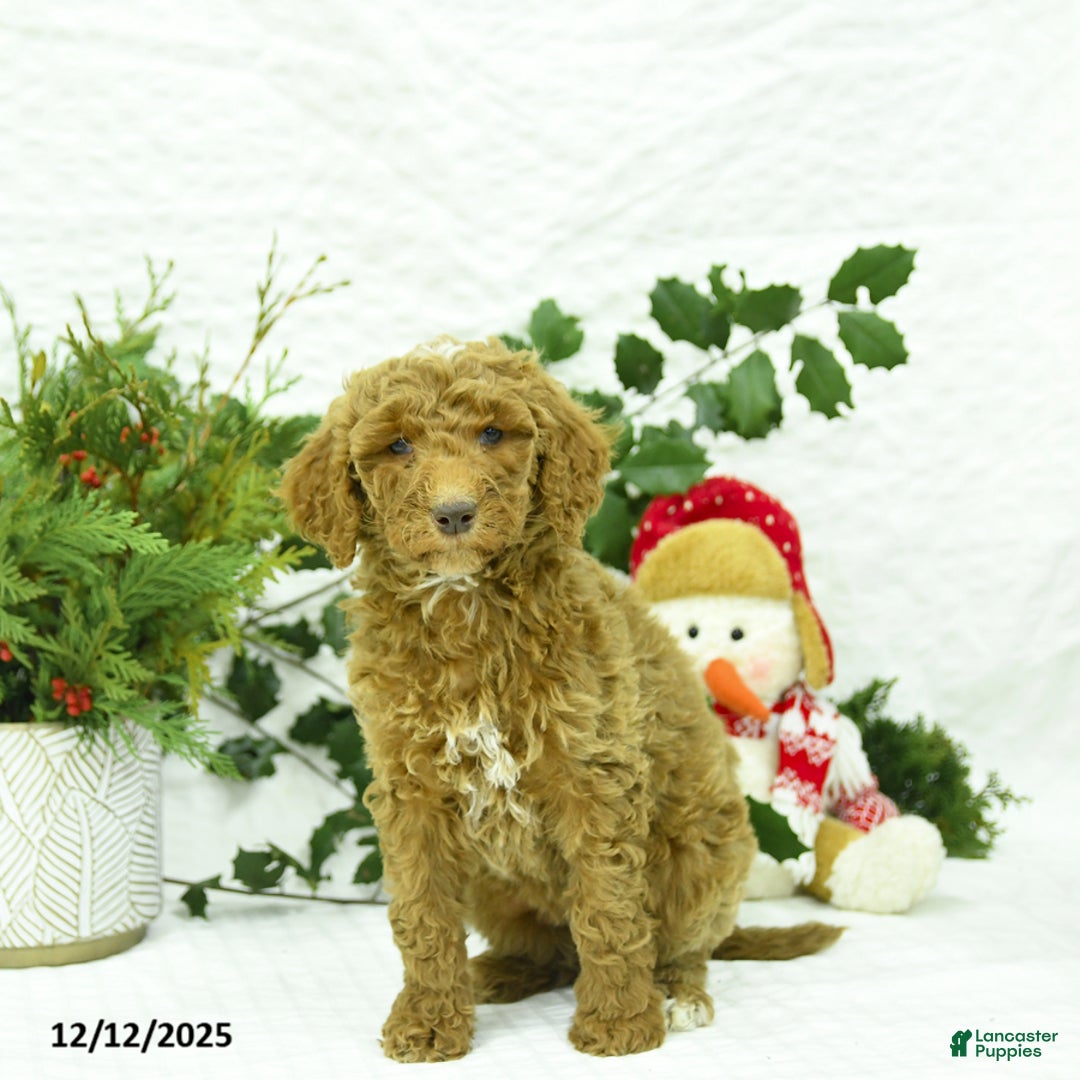 Goldendoodle dogs for sale: Kelsey - Ad 2
