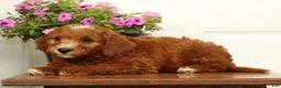 Mini Goldendoodle dogs for sale: Champ - Ad 8