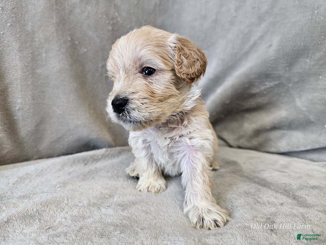 Cavapoo dogs for sale: Alfredo - Ad 2