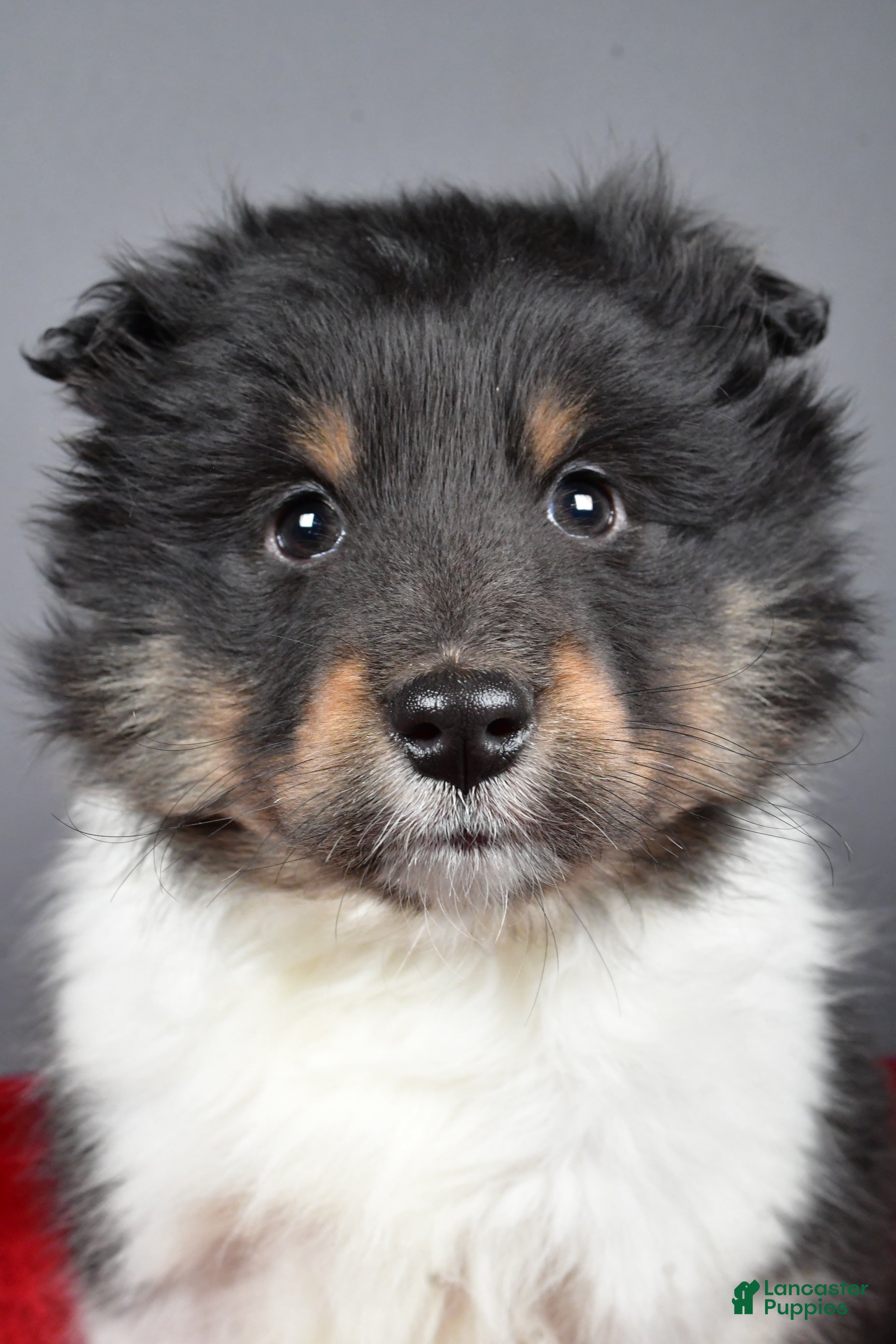 Shetland Sheepdog dogs Trixie - Ad 1