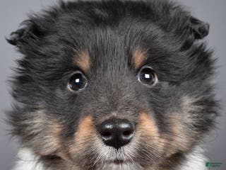 Shetland Sheepdog dogs Trixie - Ad 1