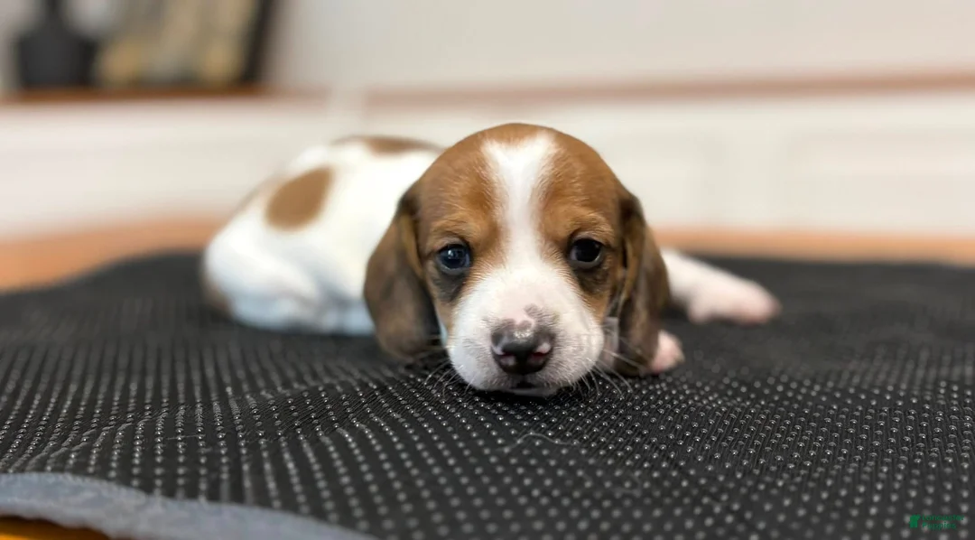 Miniature Dachshund dogs for sale: Miniature Dachshund Puppy 1 - Ad 2