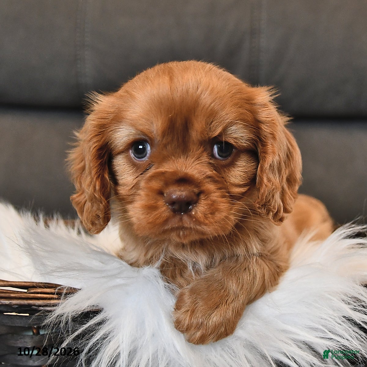 Cavalier King Charles Spaniel dogs for sale: Indigo - Ad 1