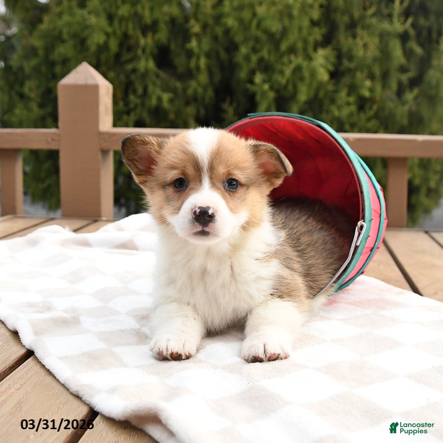 Welsh Corgi Pembroke dogs Shadow - Ad 1