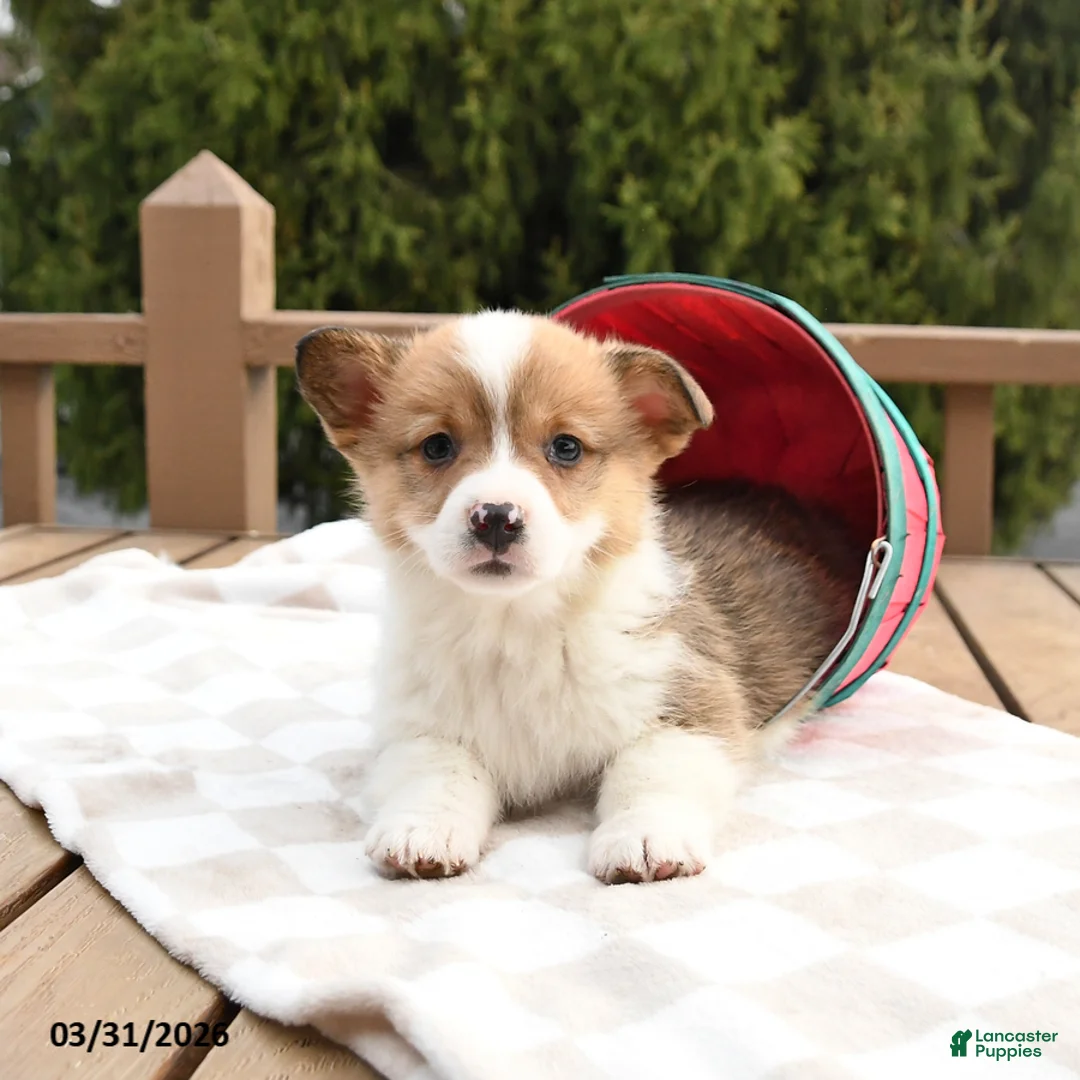 Welsh Corgi Pembroke dogs for sale: Shadow - Ad 1