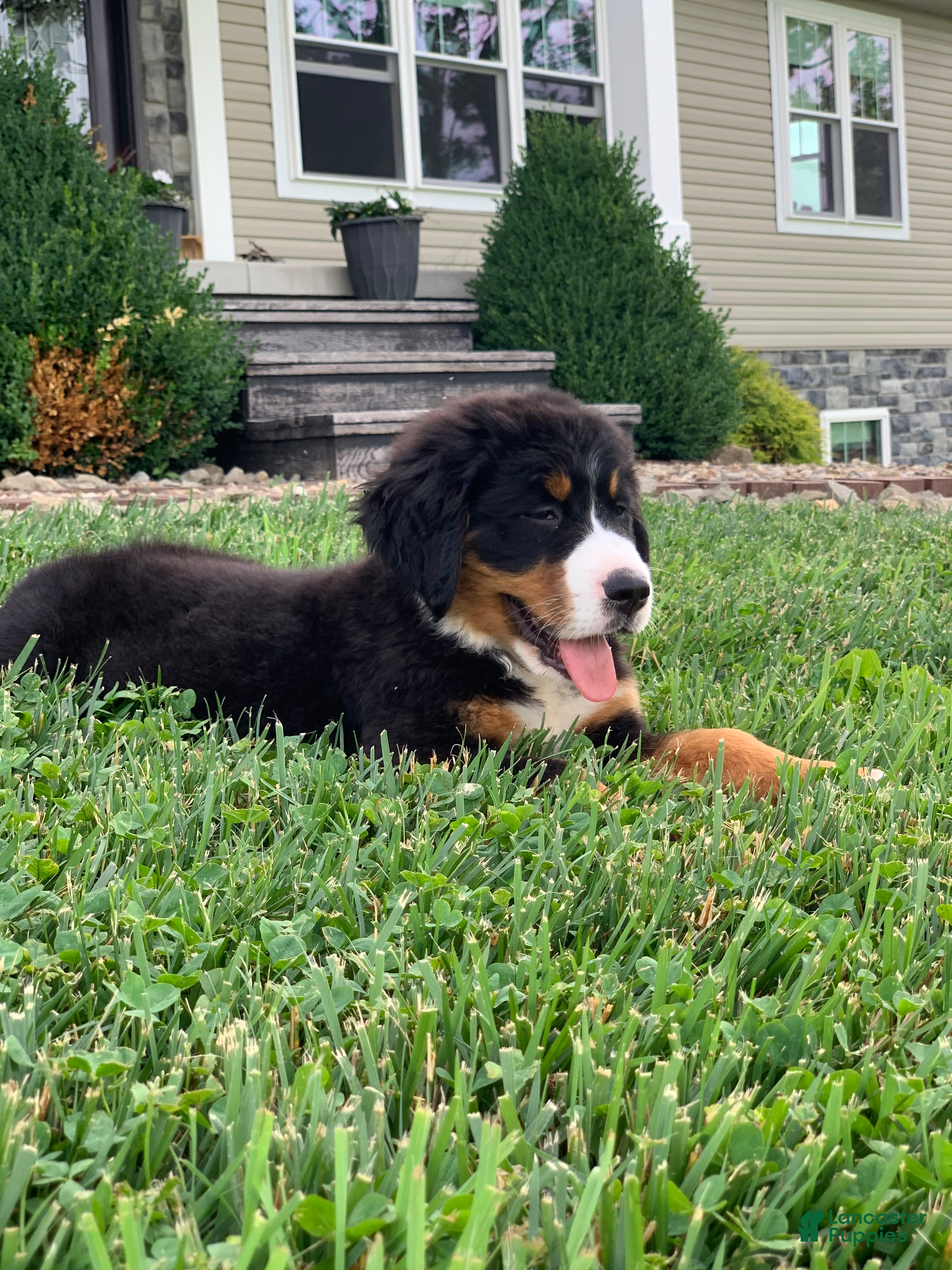 Bernese Mountain Dog dogs Snoopy - Ad 2