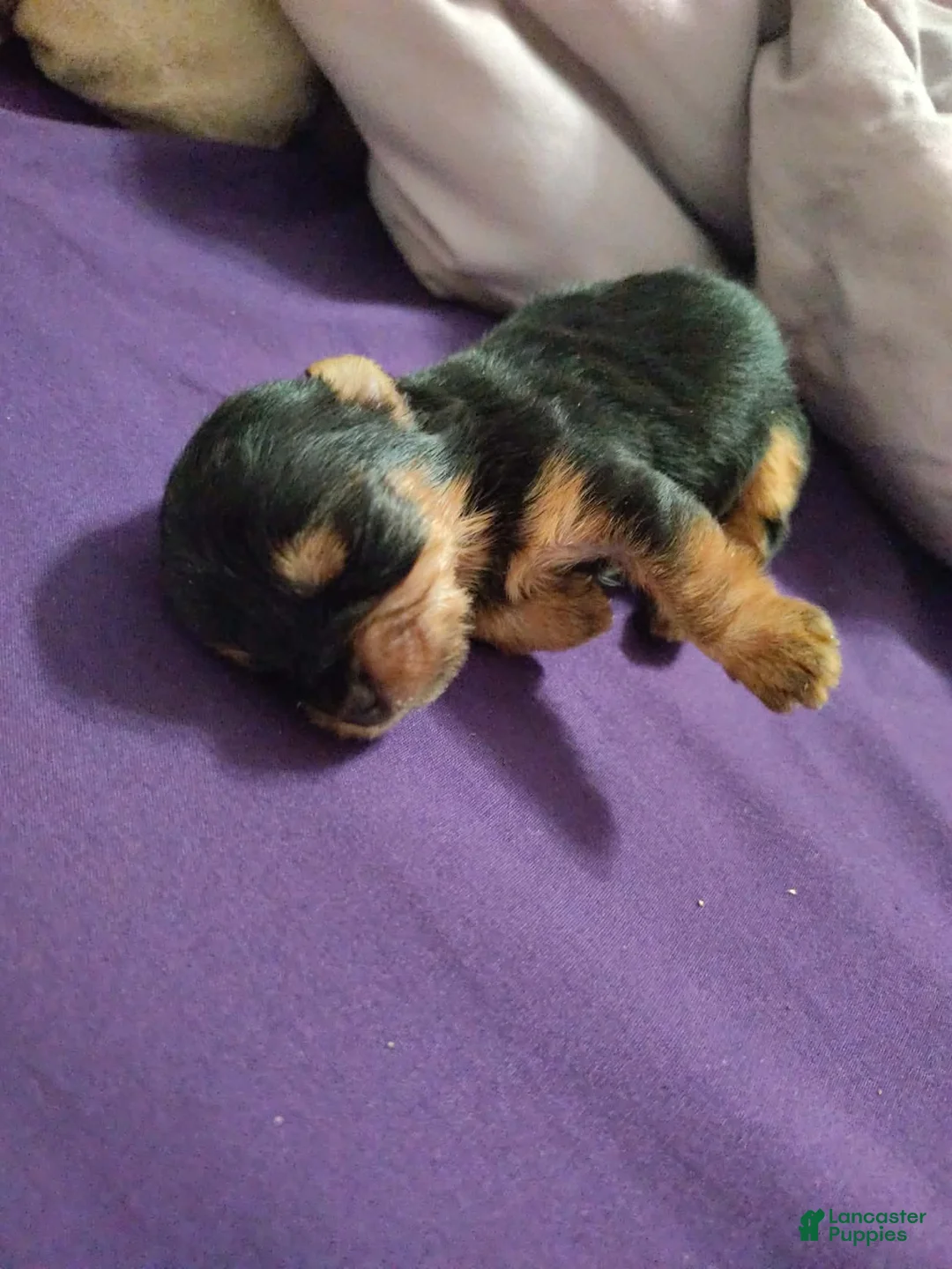 Yorkshire Terrier dogs for sale: Yorkshire Terrier Puppy 3 - Ad 5