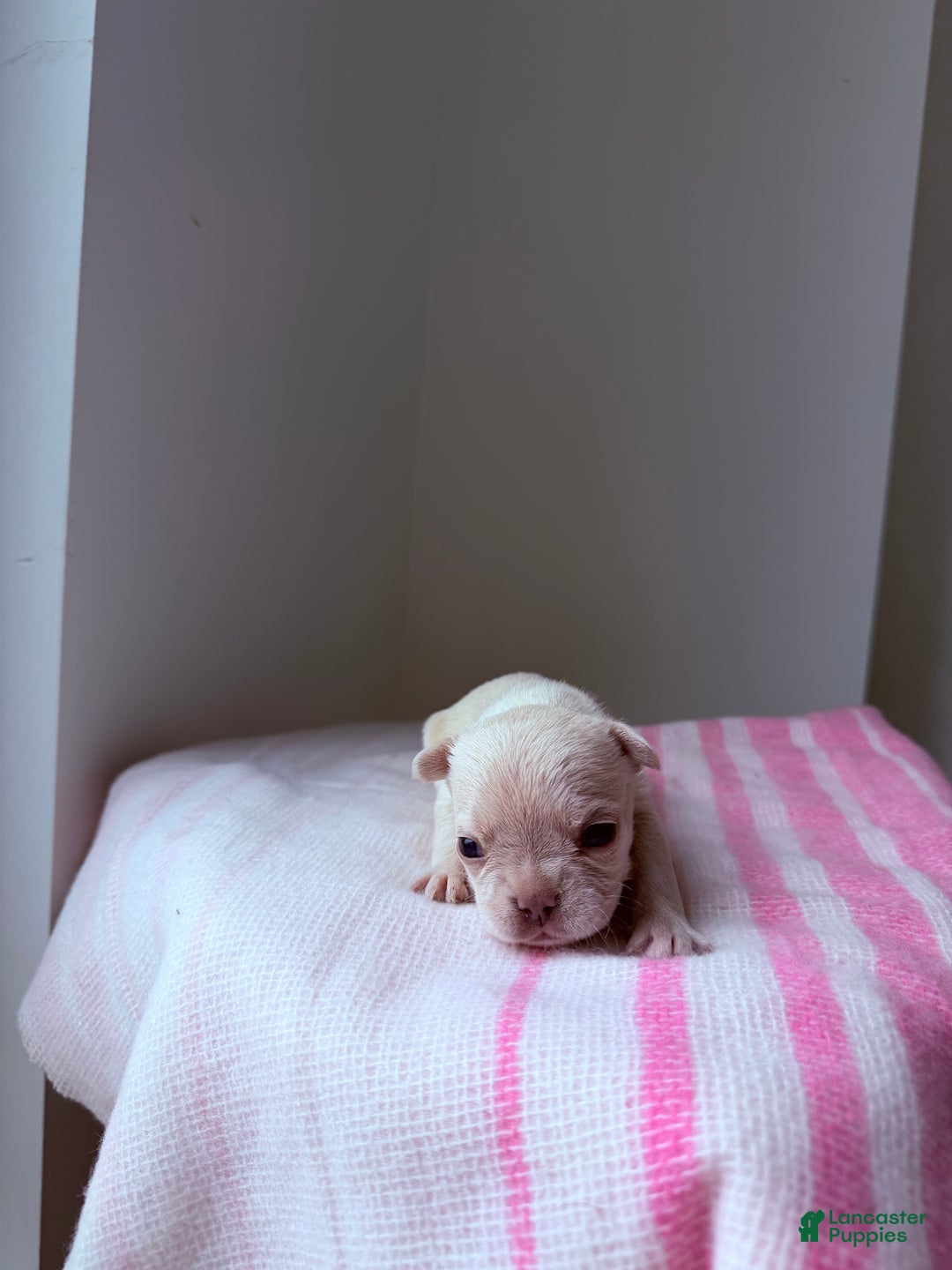 French Bulldog dogs for sale: Isabella - Ad 5