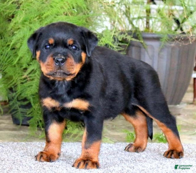 Rottweiler dogs Mr Bill - Ad 1