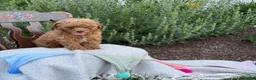 Toy Poodle dogs for sale: Grace - Ad 9