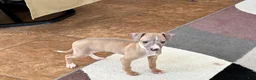 Italian Greyhound dogs for sale: Fawn male Italian Greyhound Puppy 1 - Ad 3