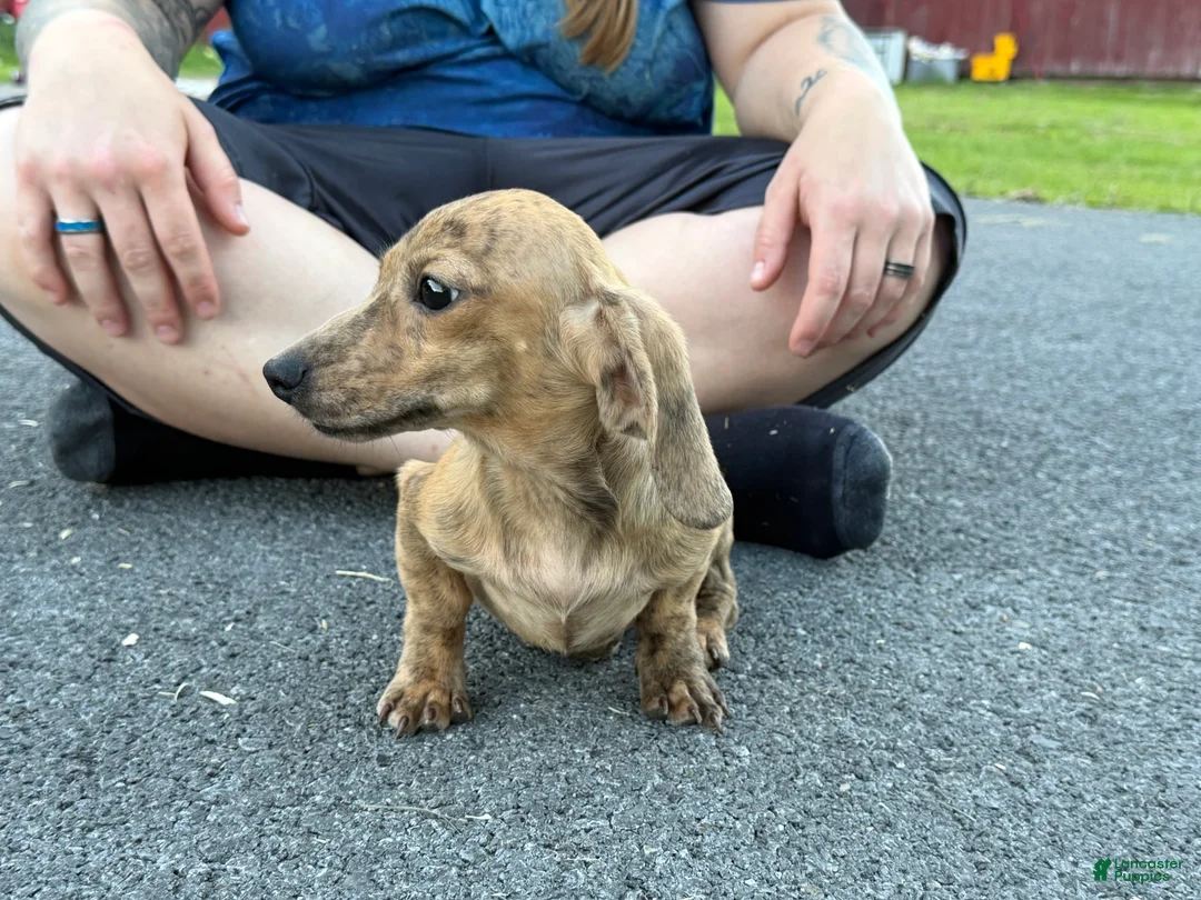 Miniature Dachshund dogs for sale: Cream Brindle - Ad 2