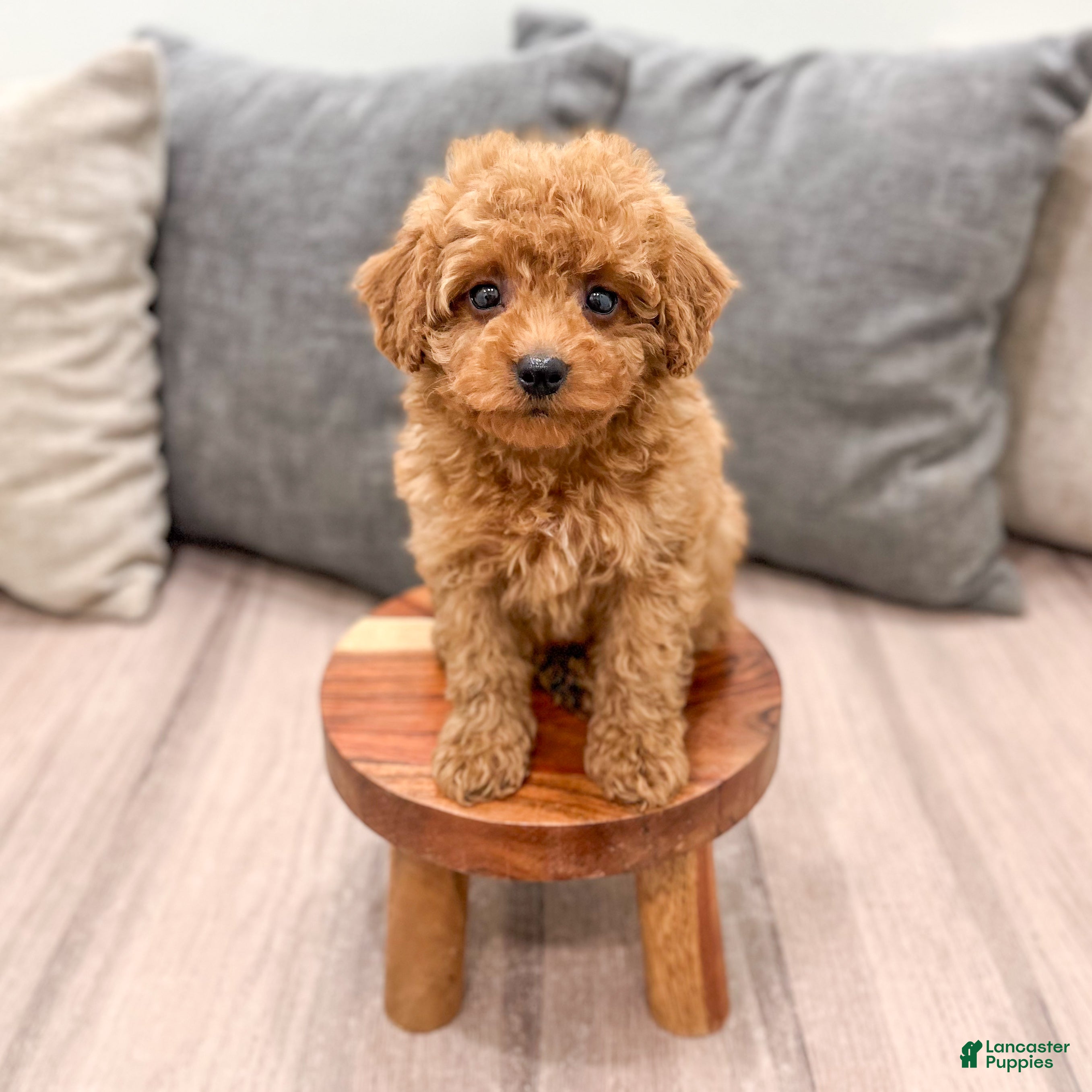 Miniature Poodle dogs Scarlett - Ad 1