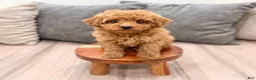 Miniature Poodle dogs for sale: Scarlett - Ad 3