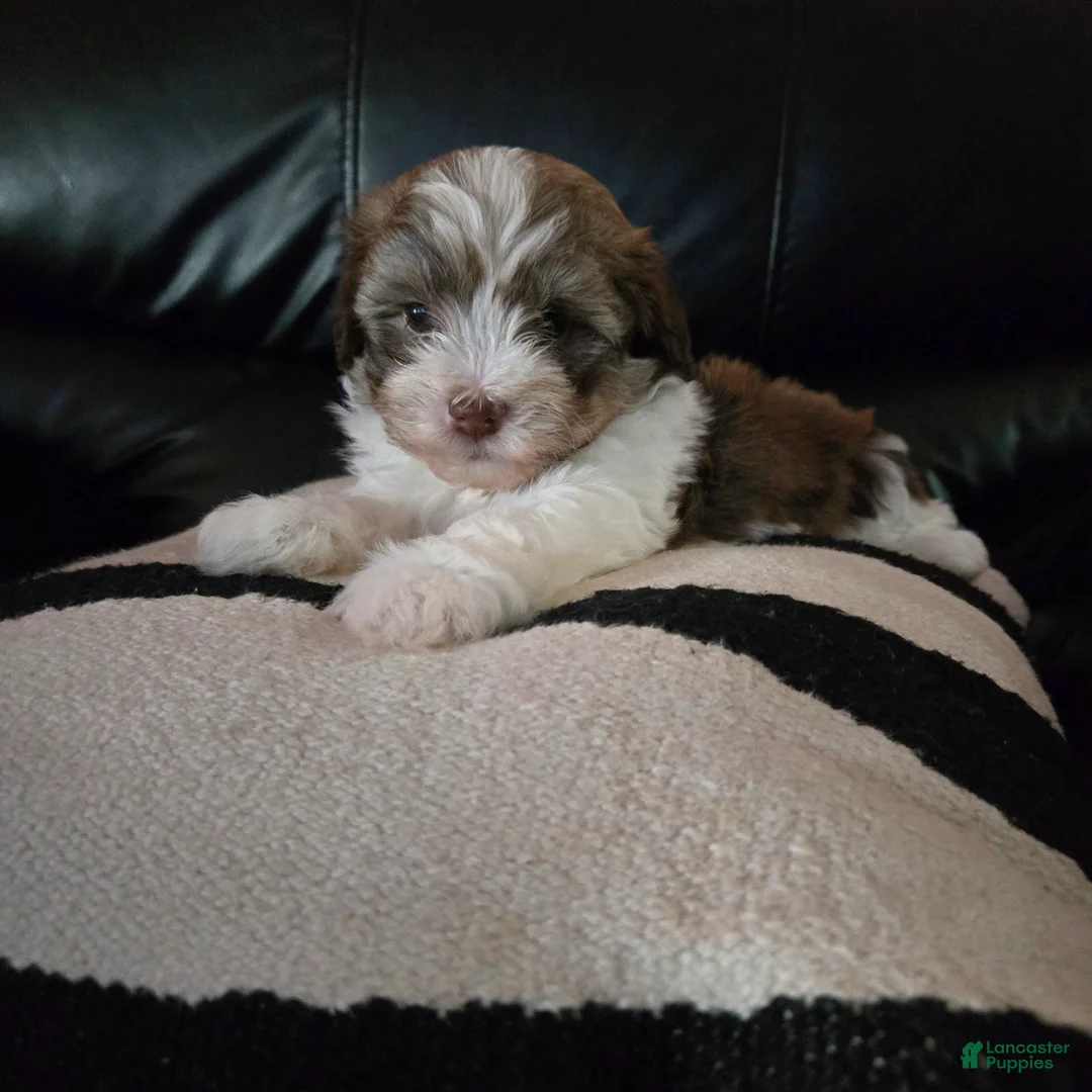 Havanese dogs for sale: Tender  - Ad 1