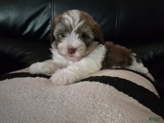 Havanese dogs Tender - Ad 37