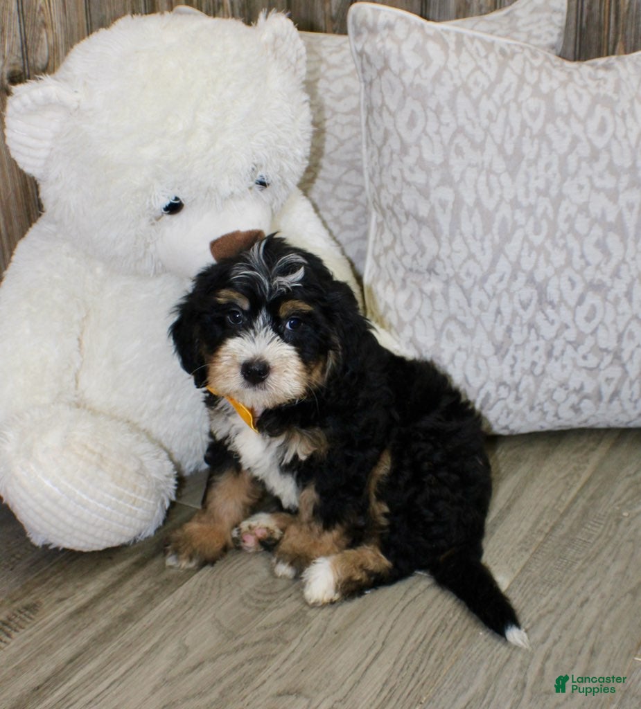 Mini Bernedoodle dogs Sarge - Ad 1