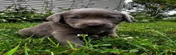 Labrador Retriever dogs for sale: Lotus - Ad 3