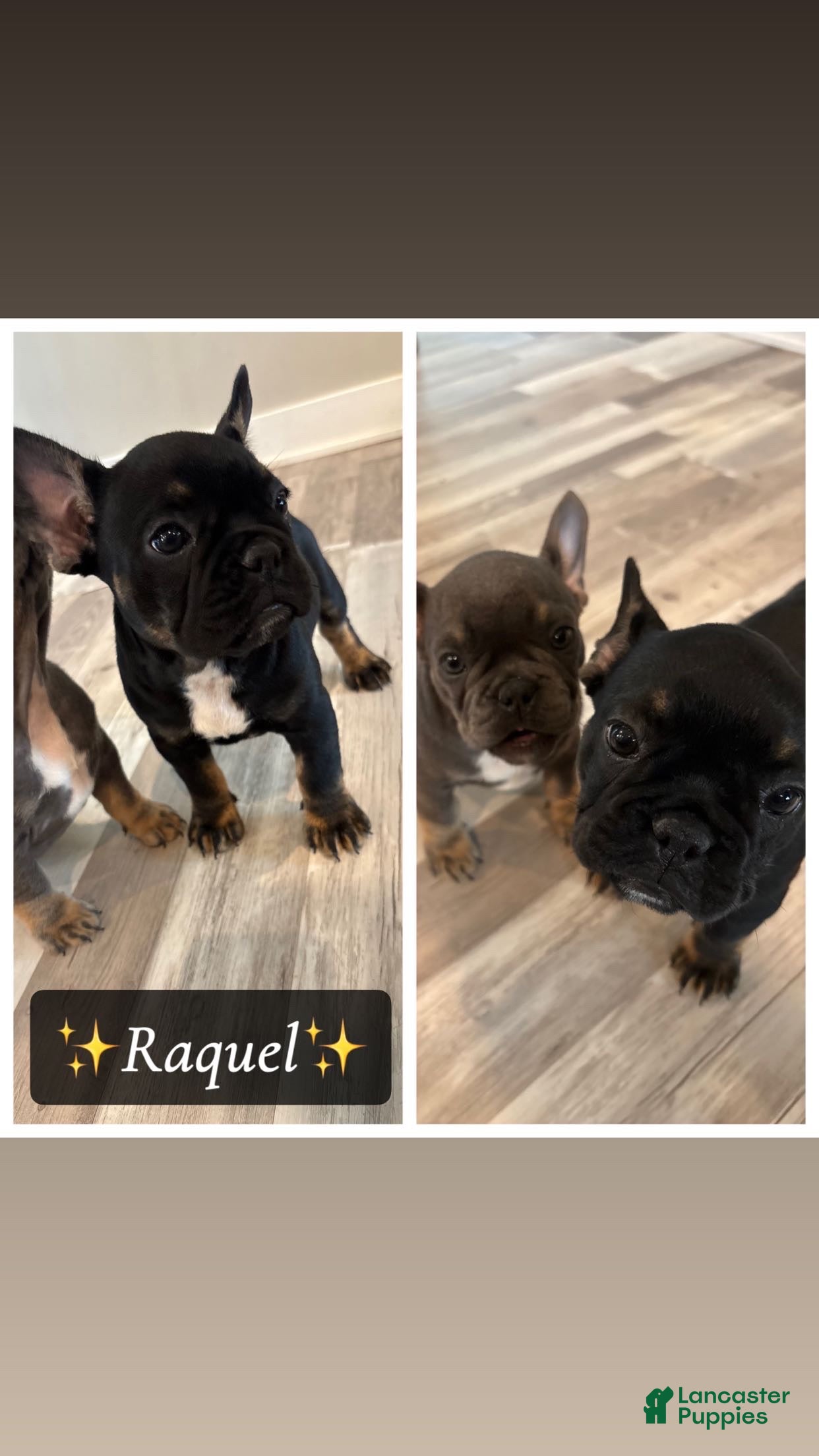 French Bulldog dogs Raquel - Ad 23