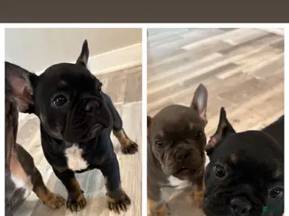 French Bulldog dogs Raquel - Ad 23