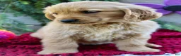 Golden Retriever dogs for sale: Amber - Ad 3