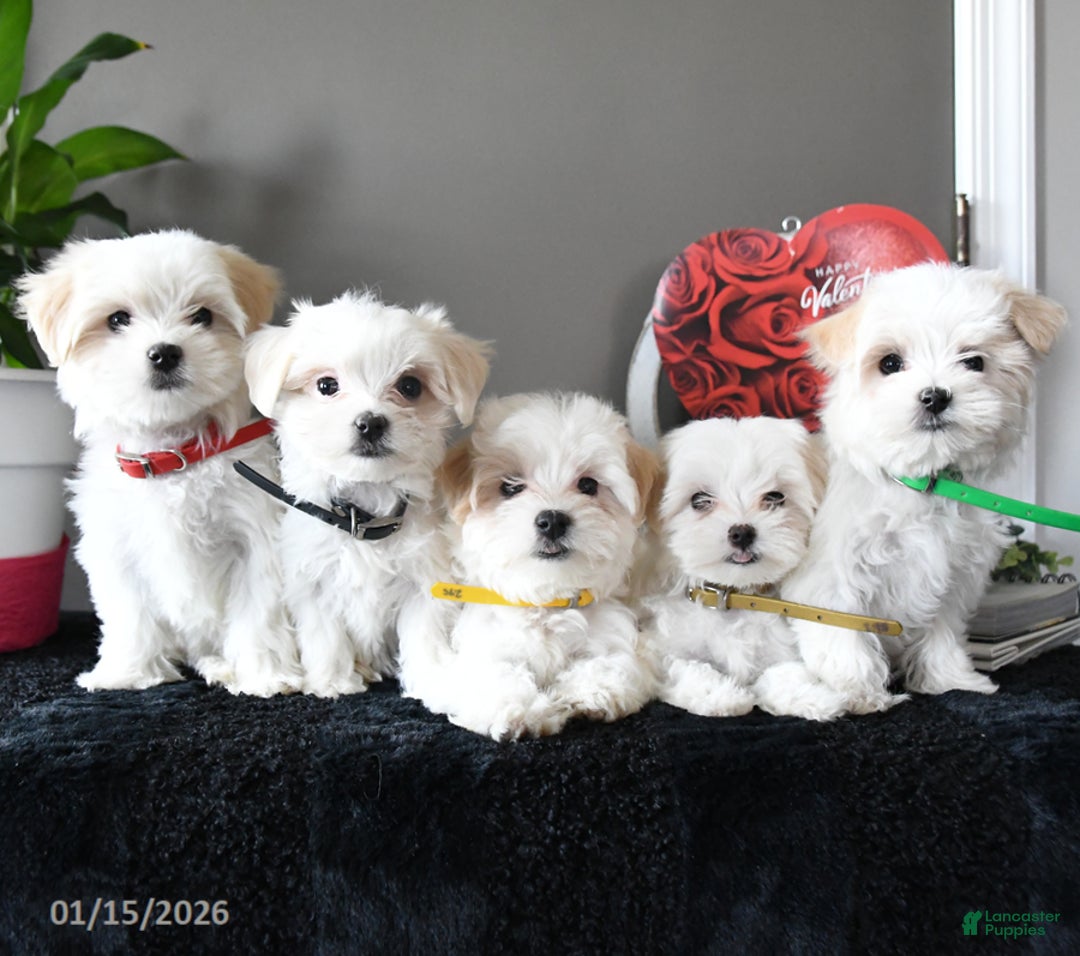 Maltese dogs for sale: Snowball - Ad 3