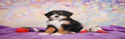 Mini Bernedoodle dogs for sale: Sparky - Ad 6