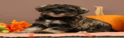 Miniature Schnauzer dogs for sale: Charlotte - Ad 2