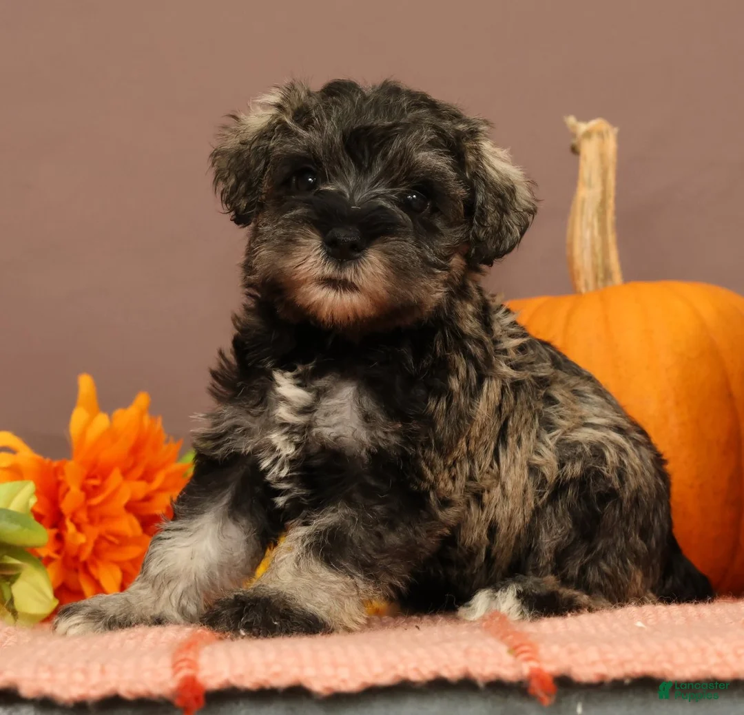 Miniature Schnauzer dogs for sale: Charlotte - Ad 2