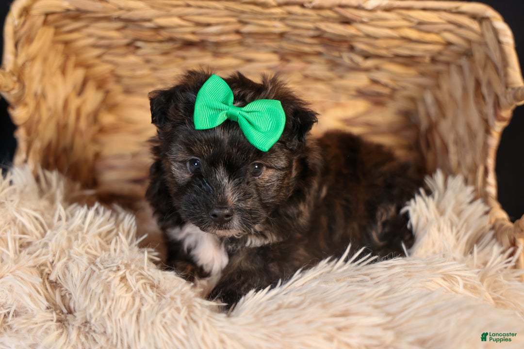 Mini Aussiedoodle dogs for sale: Gary - Ad 10