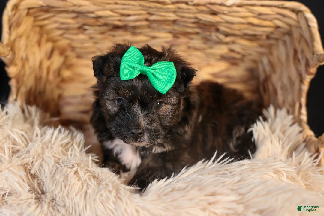 Mini Aussiedoodle dogs for sale: Gary - Ad 11