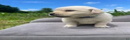Golden Retriever dogs for sale: Scooby  - Ad 5