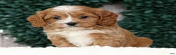 Cavapoo dogs for sale: Nolan - Ad 3