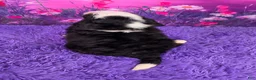 Mini Bernedoodle dogs for sale: Hendrix - Ad 4