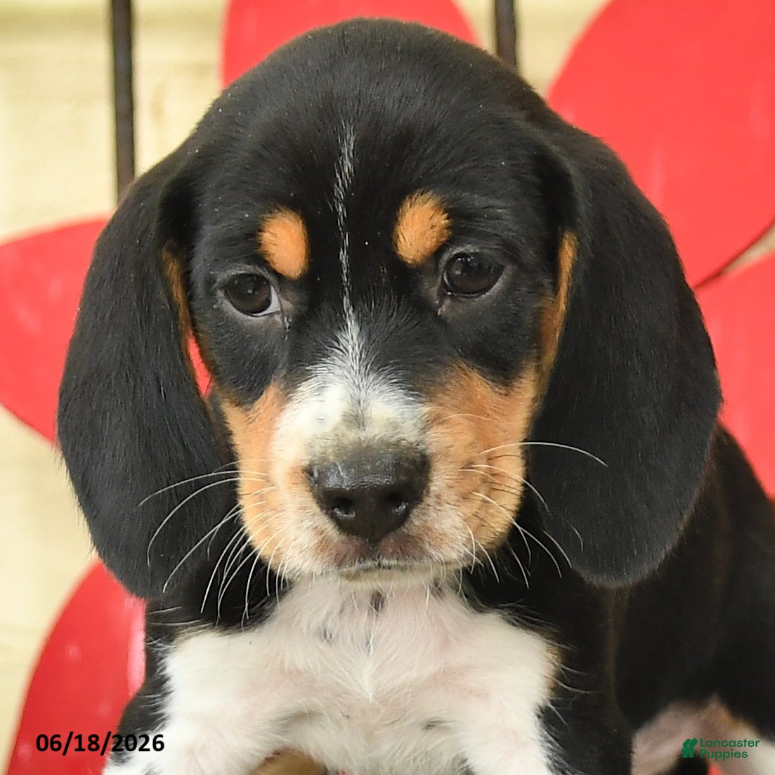 Beagle dogs Spencer - Ad 2