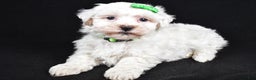 Maltipoo dogs for sale: Joshua - Ad 4