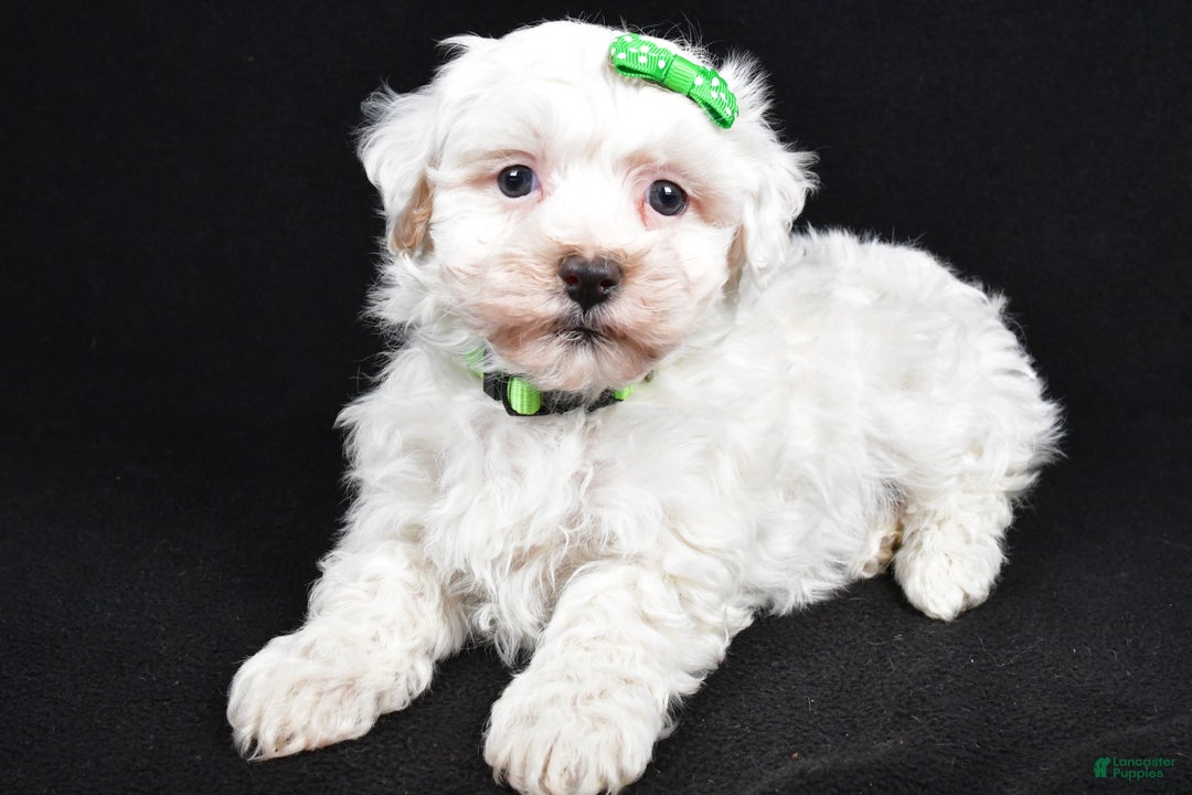 Maltipoo dogs for sale: Joshua - Ad 4