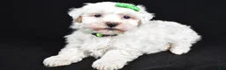 Maltipoo dogs for sale: Joshua - Ad 4