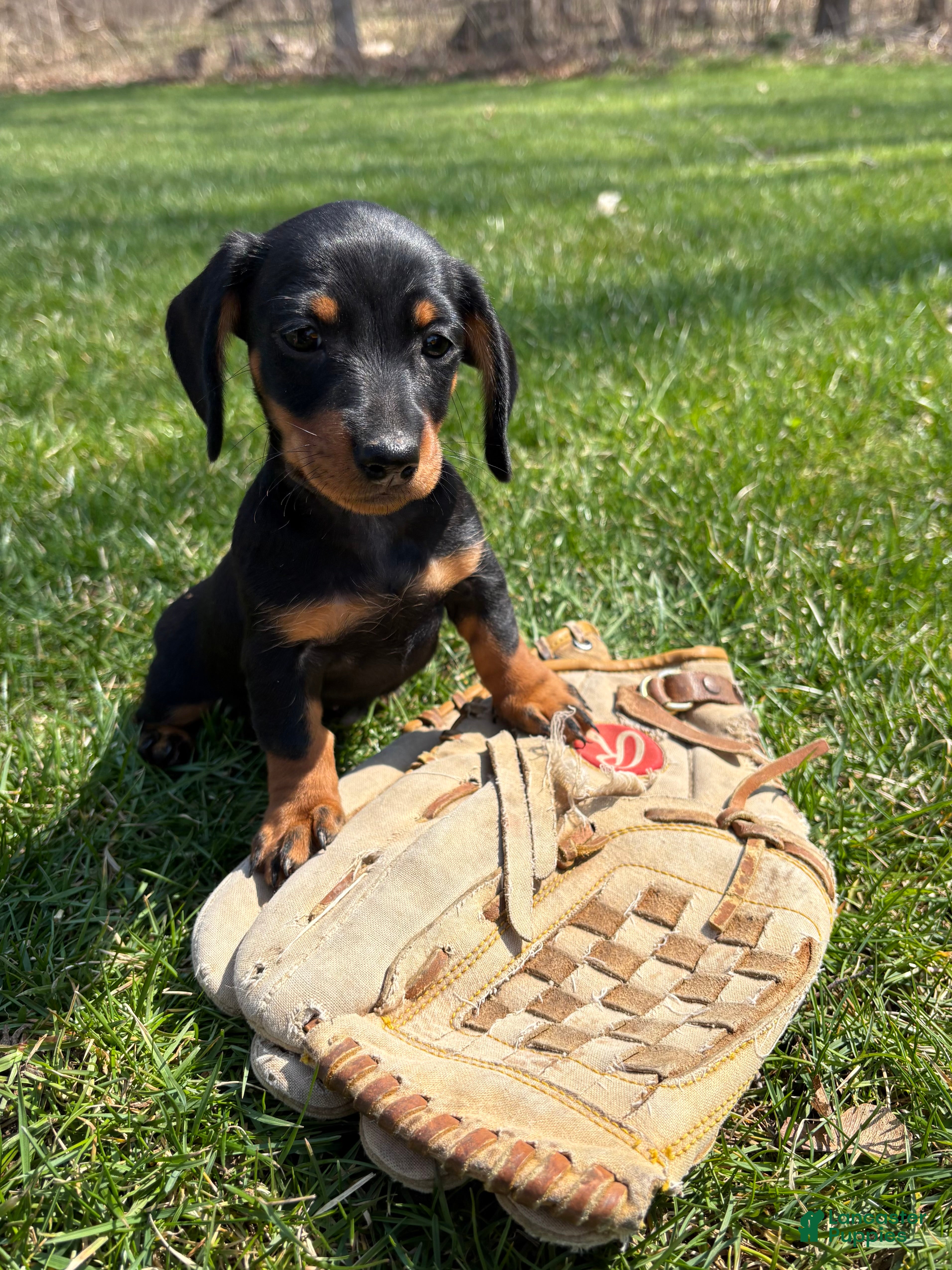 Dachshund dogs Vay - Ad 2