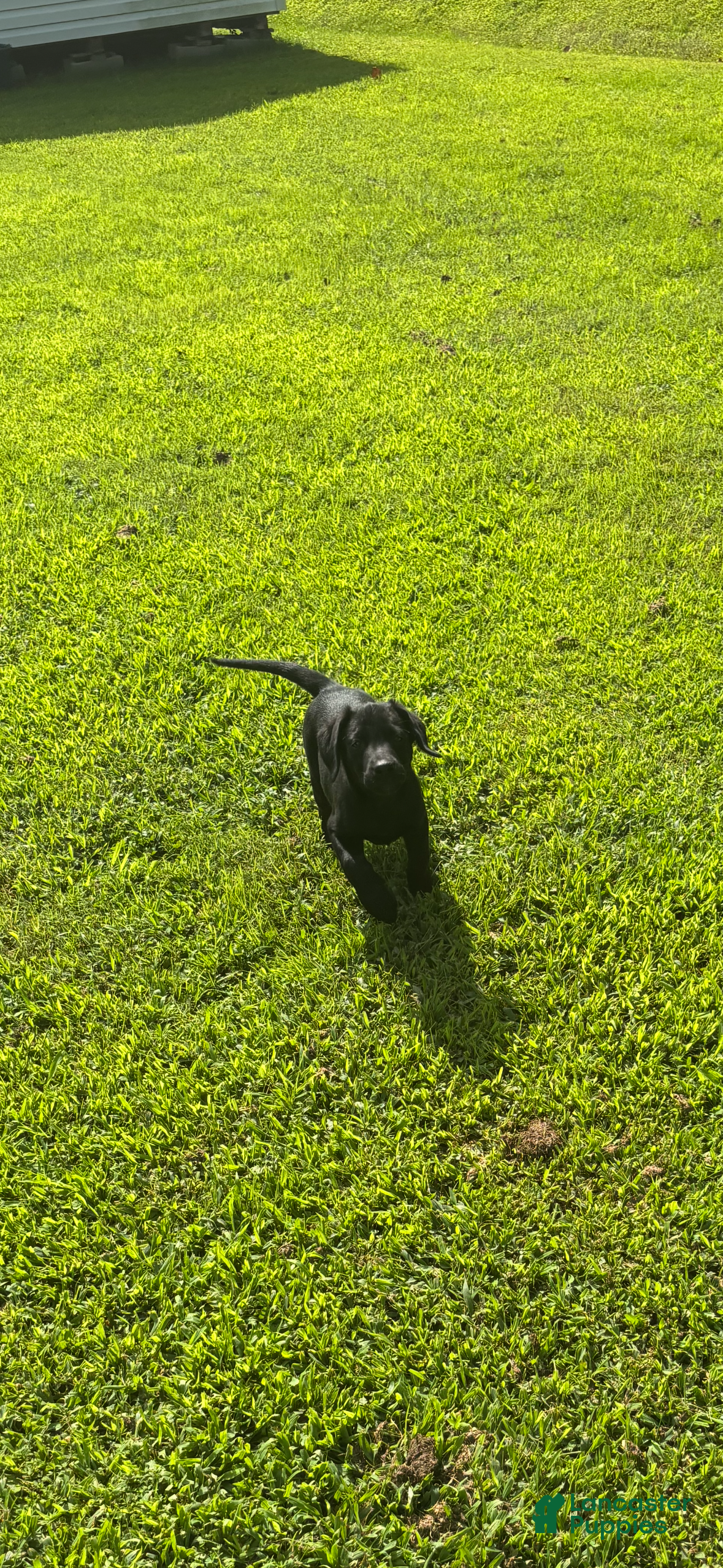 Labrador Retriever dogs Onyx - Ad 2