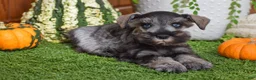 Miniature Schnauzer dogs for sale: Montana - Ad 5