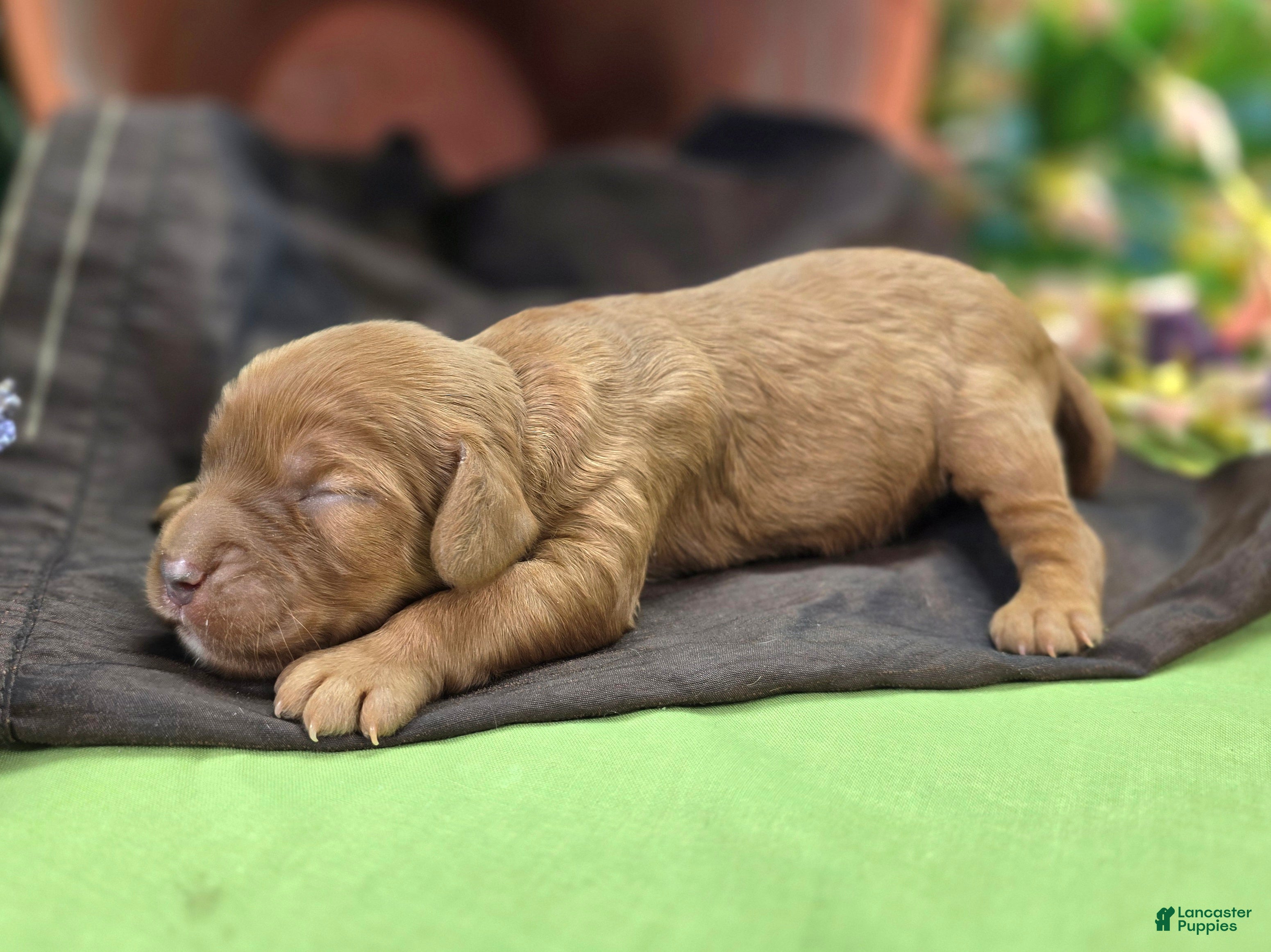 Cockapoo dogs Sprout - Ad 10