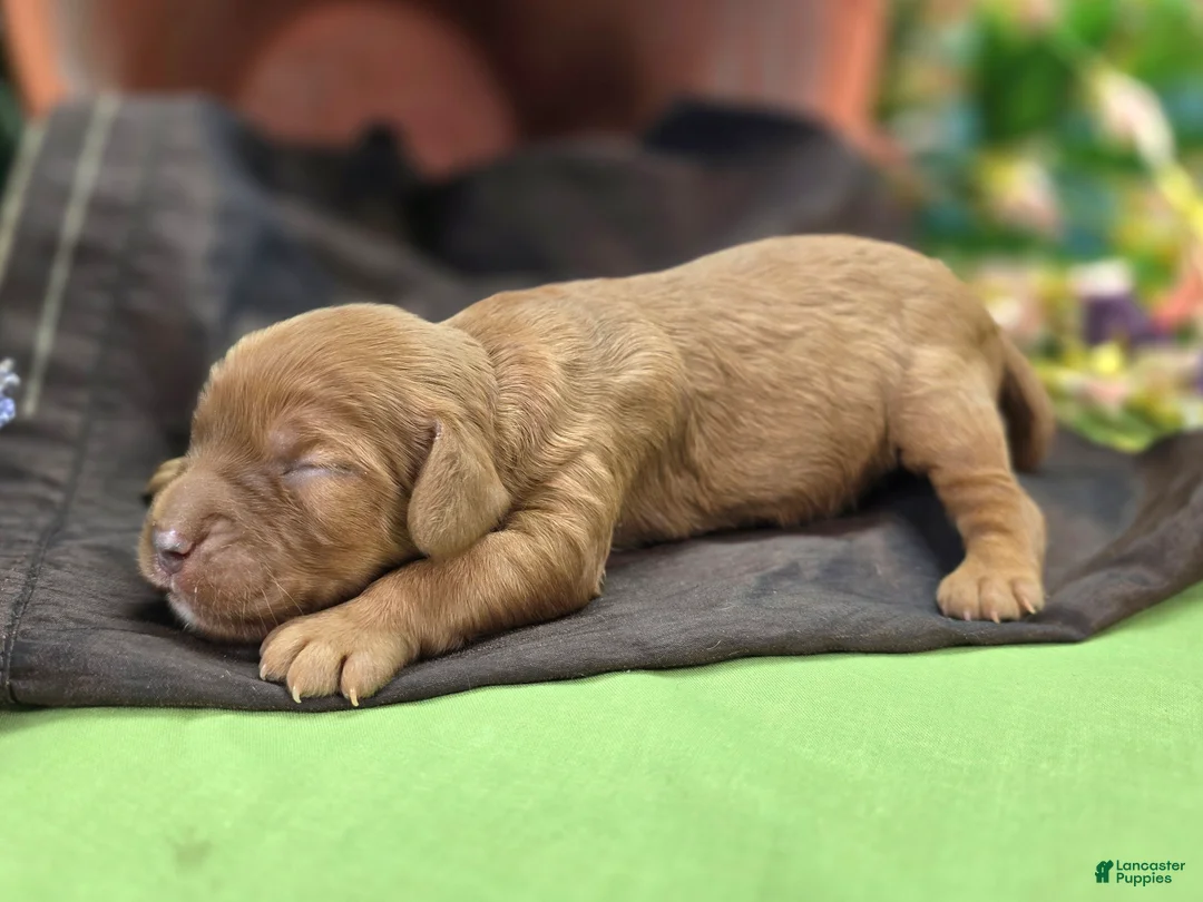 Cockapoo dogs for sale: Sprout - Ad 1